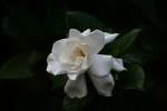 Gardenia