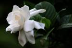 Gardenia