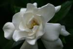 Gardenia