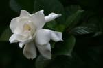 Gardenia