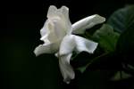 Gardenia