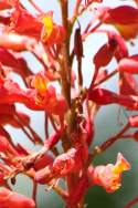 Red Buckeye