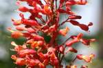 Red Buckeye