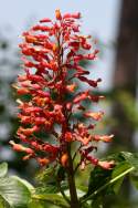 Red Buckeye