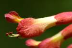 Red Buckeye