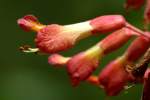 Red Buckeye