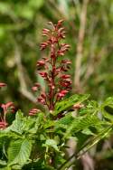 Red Buckeye