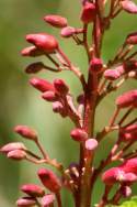 Red Buckeye