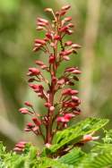 Red Buckeye