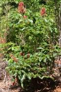 Red Buckeye