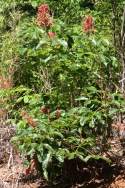 Red Buckeye