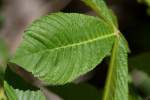 Red Buckeye