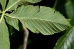 Red Buckeye