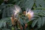Mimosa / Silk Tree