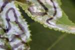 American Sweetgum