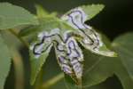 American Sweetgum