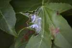 American Sweetgum