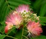 Mimosa / Silk Tree