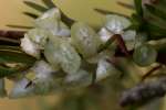 Bald Cypress