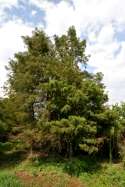 Bald Cypress