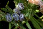 Bald Cypress