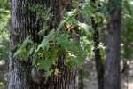 American Sweetgum