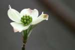 Flowering Dogwood