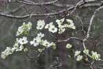 Flowering Dogwood