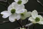 Flowering Dogwood