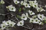 Flowering Dogwood