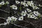 Flowering Dogwood