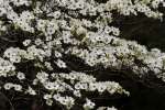 Flowering Dogwood