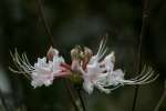 Hoary Azalea