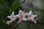 Hoary Azalea