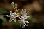 Hoary Azalea