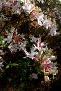 Hoary Azalea