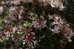 Hoary Azalea