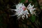 Hoary Azalea