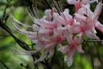 Hoary Azalea