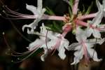 Hoary Azalea