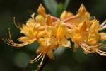 Orange Azalea