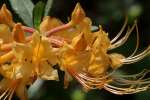 Orange Azalea