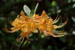 Orange Azalea