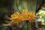 Orange Azalea