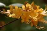 Orange Azalea