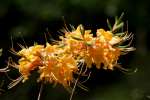 Orange Azalea