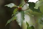 American Beech Tree