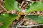 American Beech Tree