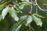 American Beech Tree