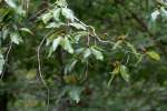 American Beech Tree